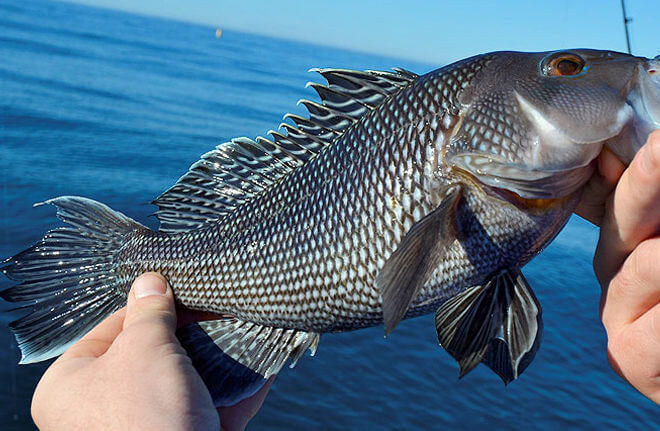 Angler holding nice Blasck Sea Bass in Pamlico Sound.