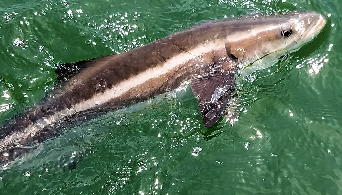 Cobia in water looks like a shark.