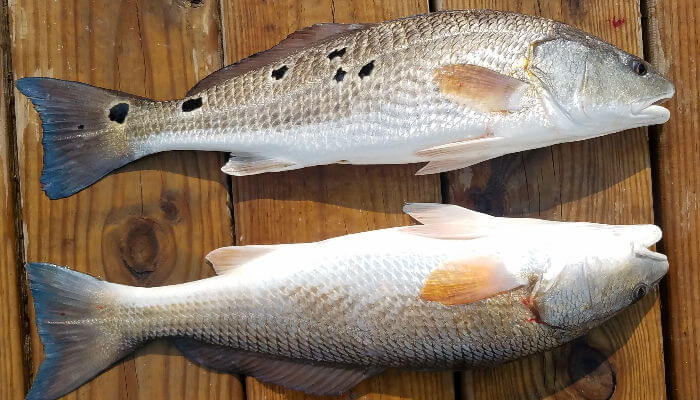 Anoher Speckled Trout in the net on Pamlico Sound.