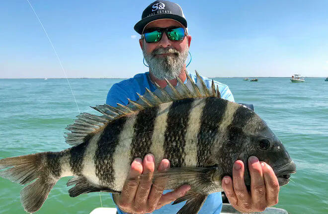 Angler holding nice hard fighting Sheepshead caught in Pamlico Sound.