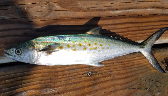Beautifully colored Spanish Mackerel laying on dock.