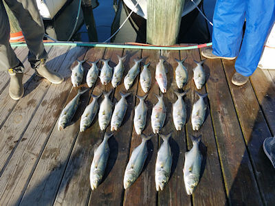 Bluefish catch set out on the Teach's Lair dock.