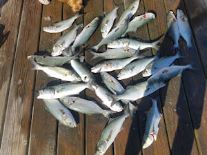 Close up of large mouth on a big red.