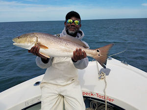 Angler holding up a large Red Drum he just caught on the Pamlico Sound.